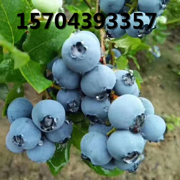 藍莓果實成熟