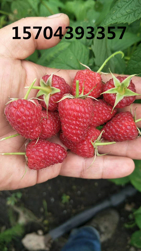 雙季紅樹莓苗新品種波爾卡結果狀