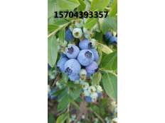 藍莓大果果實成熟期
